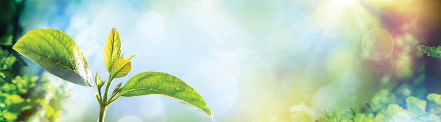 KTA Carbon Neutral Printing