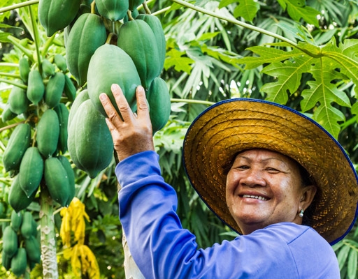 KTA Waikoloa Village Produce